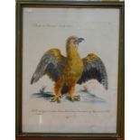 A set of four antique Italian hand-coloured engravings of falcons - Ghiandaia marina,