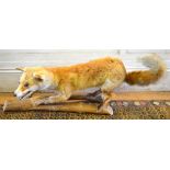 A taxidermy crouching fox mounted on a branch (105cm includes tail)