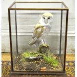 WITHDRAWN A taxidermy barn owl, in glazed case,