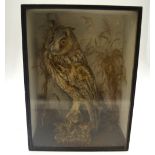 An antique taxidermy long eared owl mounted within original case, trade label to verso for W. N.