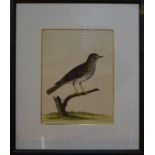 A set of four 19th century hand-coloured etchings of birds - Song Thrush, The Lesser Butcher Bird,