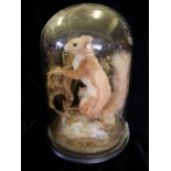 Stuffed red squirrel under glass dome circa 1870. ‘Apparently this chap was shot in the kitchen at