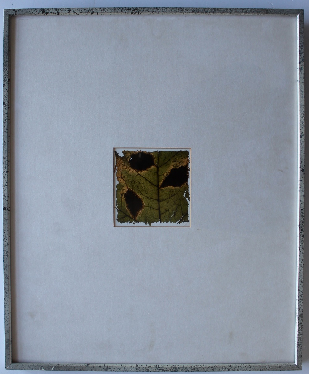 Garry Miller Torn Sycamore 1984, Edition 4/5 Mounted colour print Partial label verso 9 x 9cm - Image 2 of 3