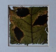 Garry Miller Torn Sycamore 1984, Edition 4/5 Mounted colour print Partial label verso 9 x 9cm