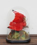 Taxidermy - A Scarlet Ibis with an outstretched wing on a naturalistic base under a glass dome, 52cm