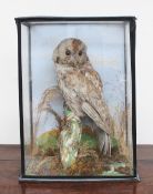 Taxidermy - A tawny owl perched on a log with a painted background, in a glass case, 44.
