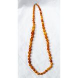 A single row necklace of sixty graduated oval amber beads approximately 67 grams, largest bead