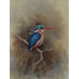 Graeme Arnott
Kingfisher
Watercolour
Signed
26 x 20cm CONDITION REPORT: Colours are bright of the