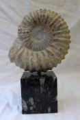 Natural history - an ammonite fossil, 20cm high mounted on a variegated marble base, overall