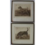 John Emms
A terrier
A print
Signed in pencil to the margin 
18 x 23.