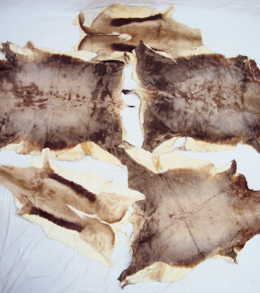 Allan Martin - Two Springbok skins, - Image 3 of 3