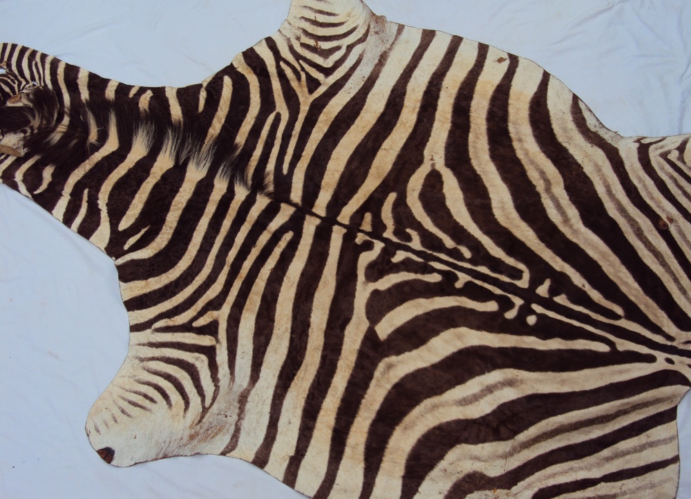 Allan Martin - A Zebra skin rug, the underside inscribed British Lions Tour to South Africa 1980, - Image 7 of 8