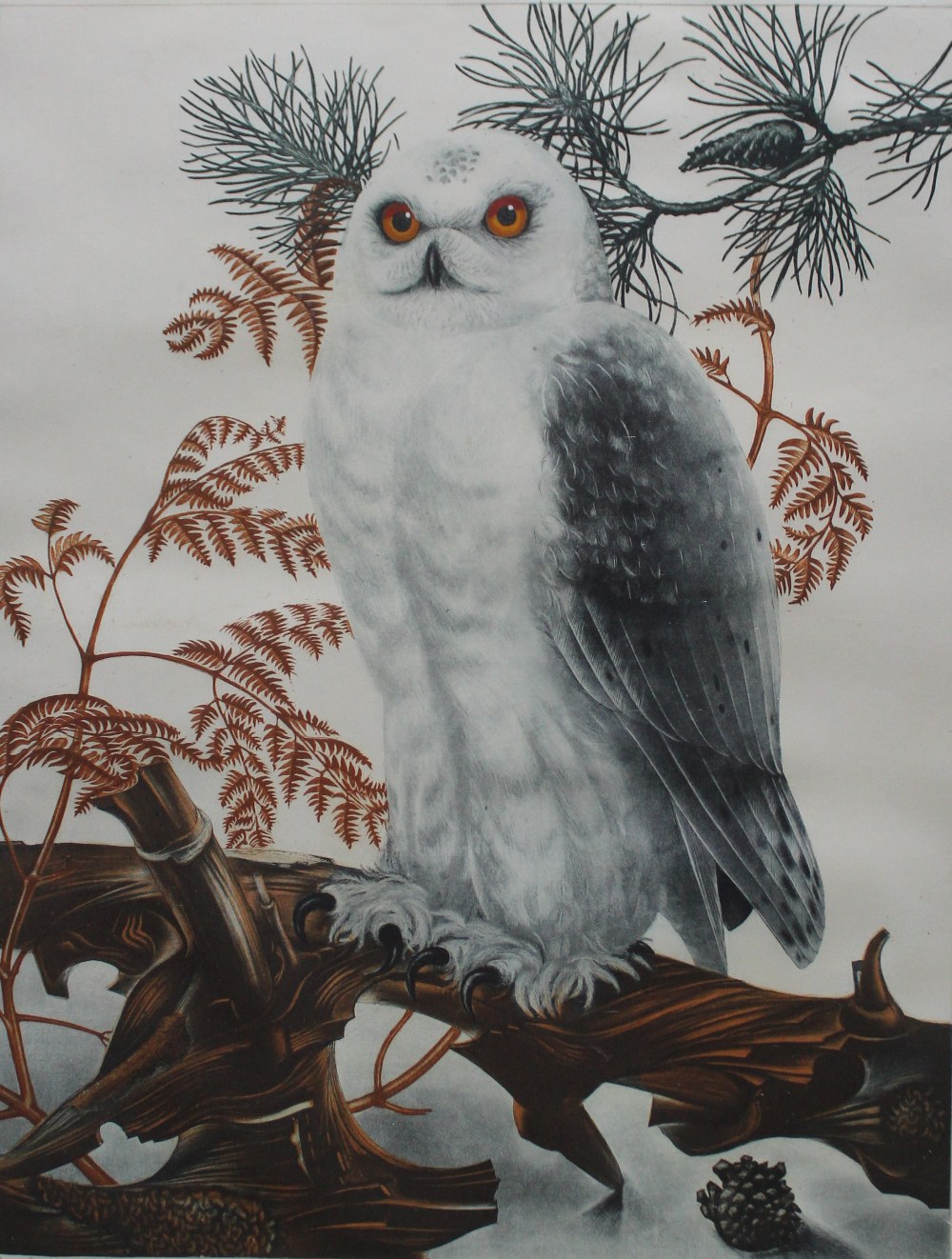 Coutu
A snowy owl
A limited edition print No.