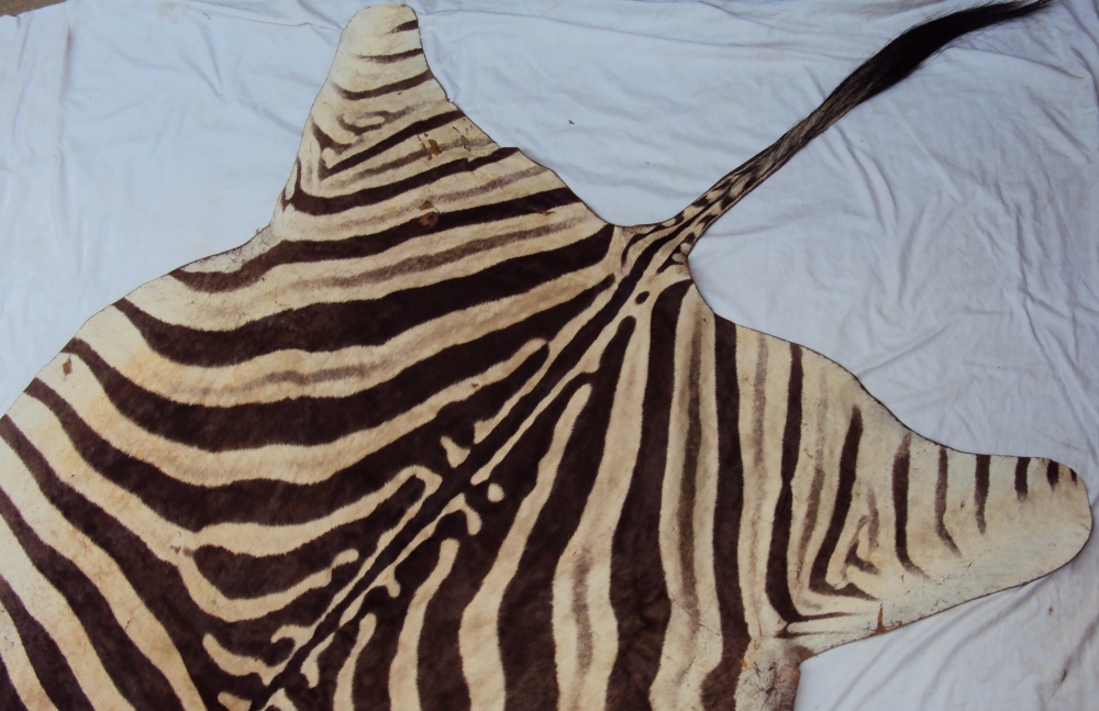 Allan Martin - A Zebra skin rug, the underside inscribed British Lions Tour to South Africa 1980, - Image 8 of 8