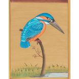 Persian Mughal Style Illuminated Page  Kingfisher. Gouache on paper with gilding highlights,