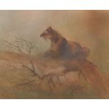 Kaiko Moti (Indian, 1921-1989) 19-1/4" x 23" paper size"Lioness", 1981. Aquatint etching on paper,