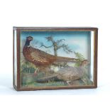 Victorian Shadow Box Pheasant Taxidermy 24" x 32" x 9"Rectangular display case featuring two