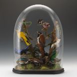 Victorian Domed Bird Taxidermy Examples 24" x 19" x 8"A variety of ten colorful birds in a