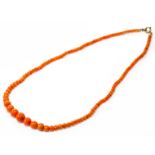 An antique Mediterranean coral bead necklace, length 44.5cm bead size from 9.3mm to 3.8mm Wt. 15.