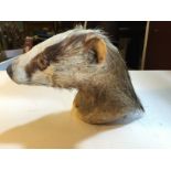 A badgers head.