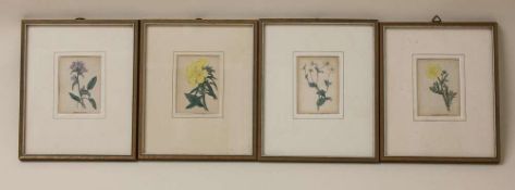 4 Kupferstiche  Arzeneipflanzen, handcolorierte Kupferstiche, in der Platte bezeichnet, gerahmt, 8 x
