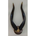 Trophäeeiner Kudu - Antilope, um 1900, auf rundem Holzbrett, H. 56 cmMindestpreis: 20 EUR