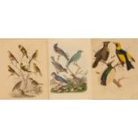 Unbekannt(Kupferstecher des 19. Jh.)Darstellung von Vögeln (um 1850)Kupferstiche, handcoloriert, 4