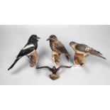Konvolut Tierpräparate wohl 1. H. 20. Jh., vier präparierte Vögel mit eingesetzten Glasaugen, auf