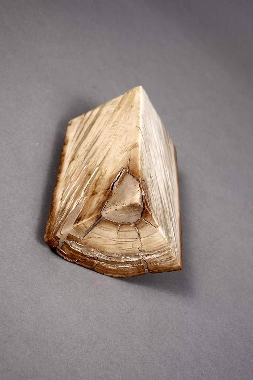 Segment verkieseltes Mammutelfenbein unbekannten Alters, Stück eines starken Zahns mit - Bild 2 aus 3