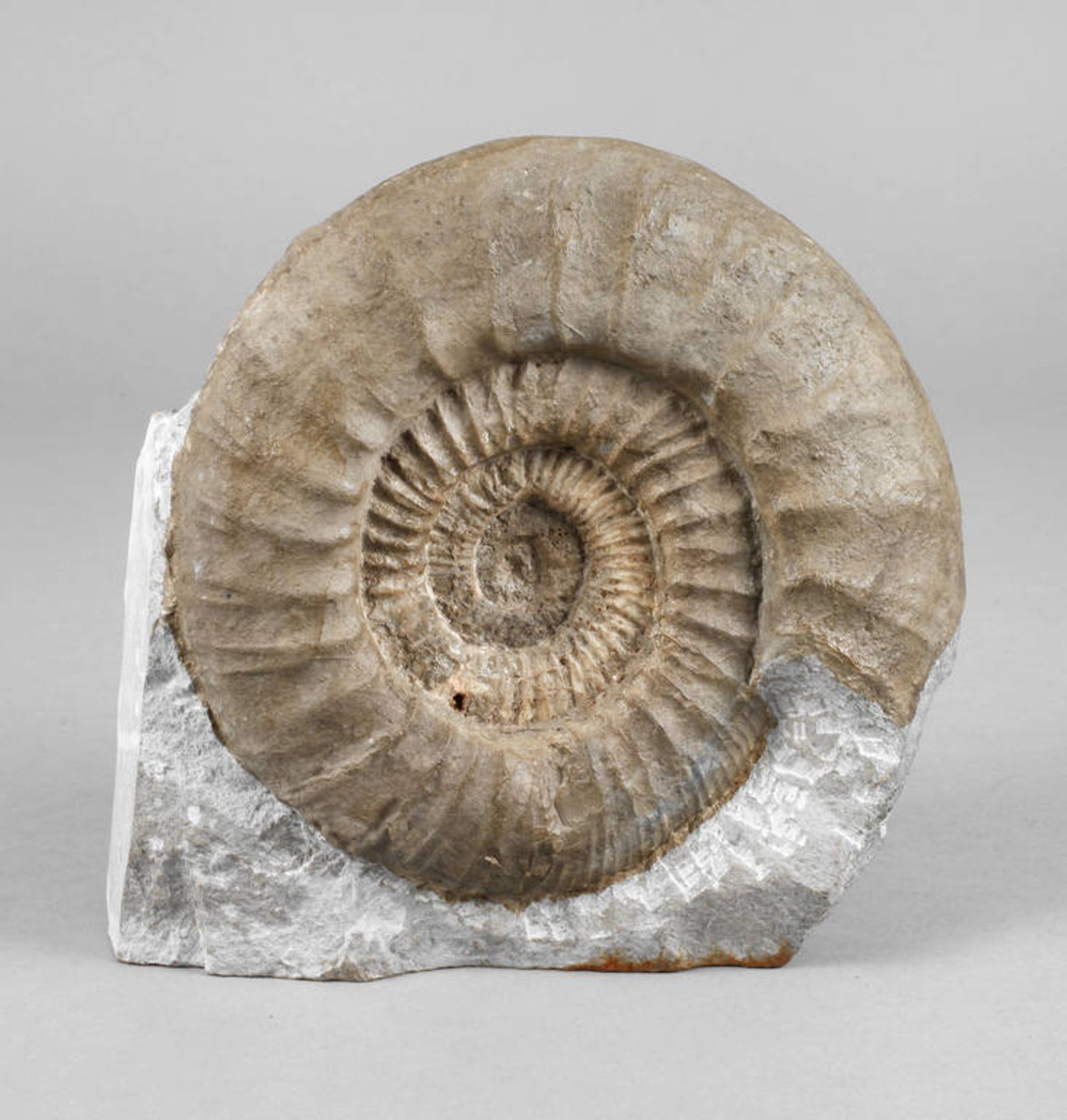 Großer fränkischer Ammonit
Ataxioceras spec. Weißer Jura, Malm Gamma (Unteres Kimmeridgium), als