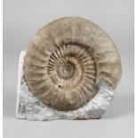 Großer fränkischer Ammonit
Ataxioceras spec. Weißer Jura, Malm Gamma (Unteres Kimmeridgium), als