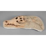 Versteinerung
unbestimmten Alters, Schädelplatte eines Krokodils mit original Zahnreihen, L 64 cm.