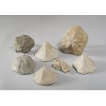 SEVEN FOSSILS, UNDEFINABLE PERIOD polyps and starfish. Maximum size 8 x 18 x 15 cm.