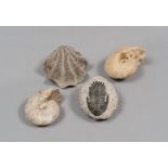 FOUR FOSSILS, UNDEFINABLE PERIOD

of coelenterates and shell.

Size shell cm. 9,5 x 8,5.