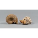 TWO FOSSILS, UNDEFINABLE PERIOD

of shell and coelenterate.

Size coelenterate cm. 7 x 14 x 11.