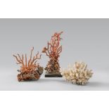 THREE CORAL BRANCHES, UNDEFINABLE PERIOD

of which two with composition with seashells and sea