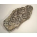 LARGE FOSSIL.
