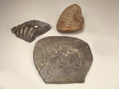 FOSSILS.