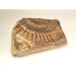 FOSSIL.