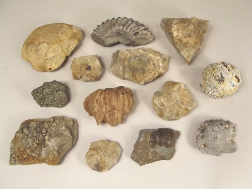 FOSSILS & MINERALS.