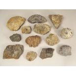 FOSSILS & MINERALS.