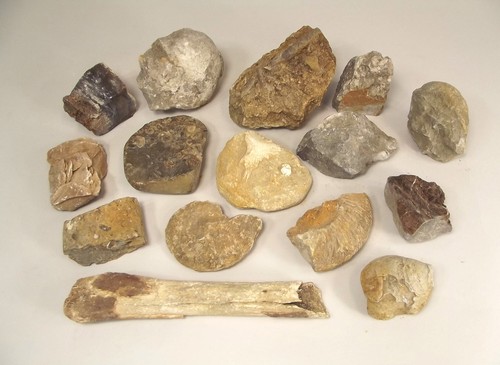 FOSSILS & MINERALS.