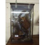 TAXIDERMY SQUIRRELS IN GLASS CASE