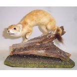 A stoat mounted on a log, by CJ Elliot a