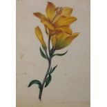 A 19th century watercolour study of a Tiger lily, 25 by 20cm, together with two oval studies of a