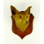 Taxidermy: a red fox head mounted to a shield form wall plaque, 33cm high.