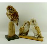 Taxidermy: a Tawny owl modelled perched on a piece of wood, on a square wooden base, 45cm high,