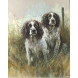 Mick Cawston: a portrait of two springer spaniels, pastel on paper, signed lower right, 46 by 36cm.