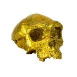 A hand made cast of a Neanderthal skull,