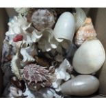 A quantity of assorted seashells.